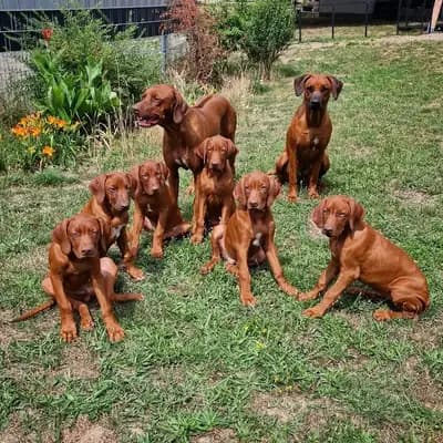 Foto ehemaliger Rhodesian Ridgeback-Welpen aus Sambesi  in Baden-Württemberg, die bereits ein Zuhause gefunden haben.
