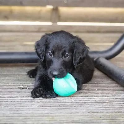 Galerie-Bild von Flat Coated Retriever von Equinox in Rheinland-Pfalz, mit Eindrücken unserer Flat Coated Retriever-Zucht.
