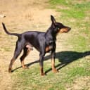 Foto der Rasse Manchester Terrier
