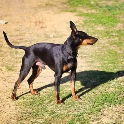 Manchester Terrier – Hunderasse