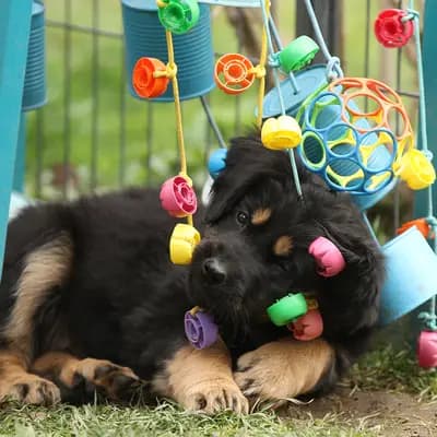 Bild aus Hovawarte von der Wassernixe in Niederösterreich, wo unsere Hovawart-Hunde in einer liebevollen Umgebung aufwachsen.