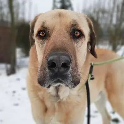 Foto von Bobby, einem geretteten Kangal in Berlin.