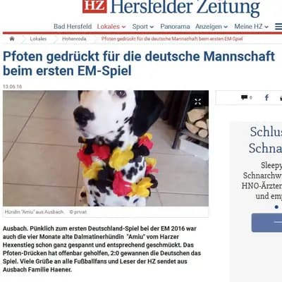 Aramis – Dalmatiner Welpe, Sachsen-Anhalt, 由...饲养 Dalmatiner vom Harzer Hexenstieg