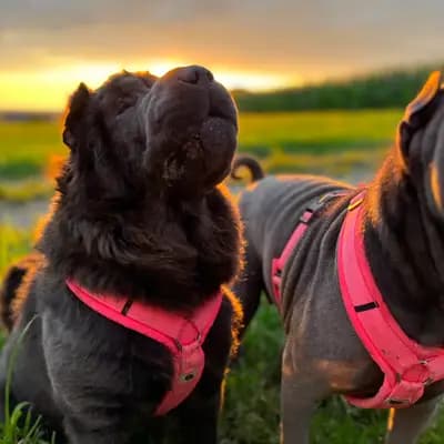 Foto von Teddy, einem Shar Pei-Elternhund in Baden-Württemberg.