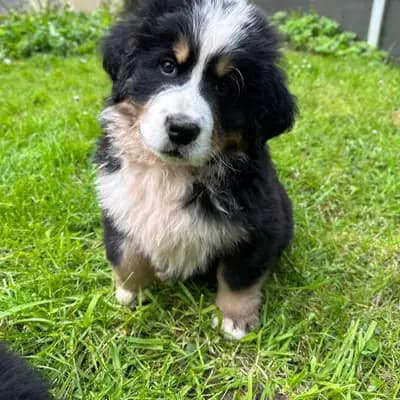 Huckel Berry – Berner Sennenhund Welpe, Mecklenburg-Vorpommern, 由...饲养 Bernersennenhunde vom Schimmerhof 