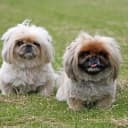 Foto der Rasse Pekingese