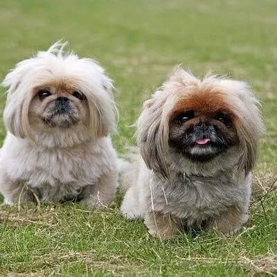 Pekingese – Hunderasse