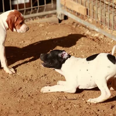 Titelbild von Zwinger von den Dachsfichten in Brandenburg, Heimat unserer English Pointer-Zucht.