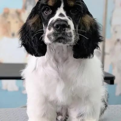 Pandorica Speed Up the Runway (Idefix) – American Cocker Spaniel Welpe, Niedersachsen, 由...饲养 Pandorica (FCI) - Liebhaberzucht seit 2006