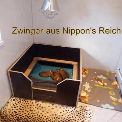 Bild aus Shiba Inu Zucht aus Nippon's Reich in Sachsen, wo unsere Shiba Inu-Hunde in einer liebevollen Umgebung aufwachsen.