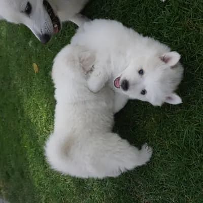 Galerie-Bild von von den Franken Spitzen in Bayern, mit Eindrücken unserer Großspitz-Zucht.