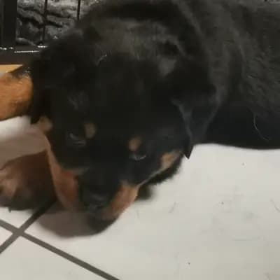 Bild aus Rottweiler von der Strahlenburg  in Baden-Württemberg, wo unsere Rottweiler-Hunde in einer liebevollen Umgebung aufwachsen.