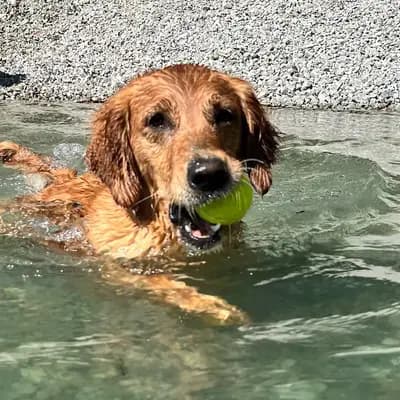 R-Wurf – 金毛猎犬 Wurf, Steiermark, 由...饲养 Golden Mountain Spring`s