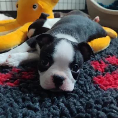 A-Wurf – Boston Terrier Welpe, Nordrhein-Westfalen, Yetiştirildi Von den Manchester Hexen