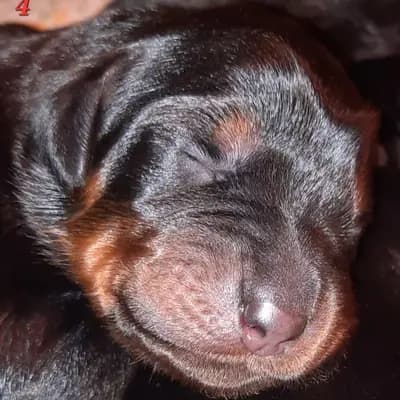 Doris – Hovawart Welpe, Saxony-Anhalt, 由...饲养 Hovawart von Alaris 