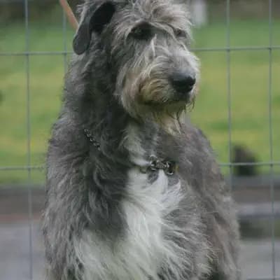 Galerie-Bild von Dahmraks Irish Wolfhounds in Bayern, mit Eindrücken unserer Irish Wolfhound-Zucht.