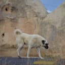 Foto der Rasse Kangal