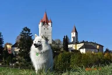Galerie-Bild von Japanspitze von der Haager Schlossturmspitze in Bayern, mit Eindrücken unserer Japan Spitz-Zucht.