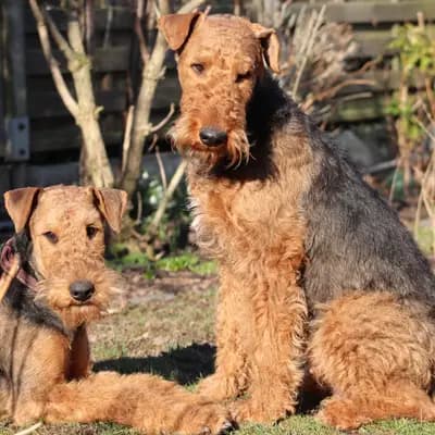 Galerie-Bild von Airedales vom Castell Thorun  in Sachsen, mit Eindrücken unserer Airedale Terrier-Zucht.