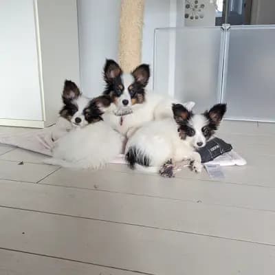 Titelbild von Papillons von der Flussaue  in Niedersachsen, Heimat unserer Kontinentaler Zwergspaniel (Papillon)-Zucht.
