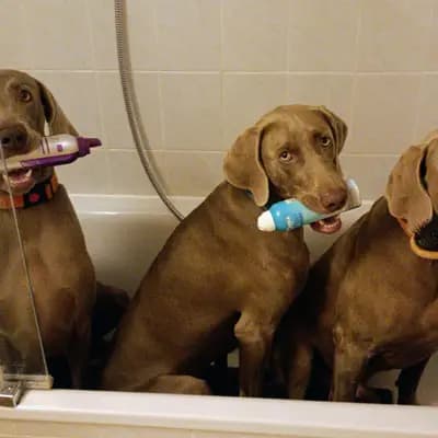 Galerie-Bild von Weimaraner vom Neufnachtal in Bayern, mit Eindrücken unserer Weimaraner-Zucht.
