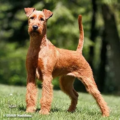 Foto von Cú Chulainn's Joesy, einem Irish Terrier-Elternhund in .