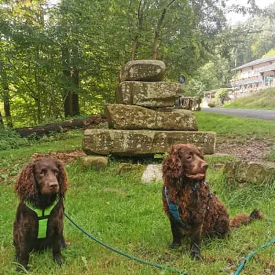 Galerie-Bild von American Water Zucht im Bergischen Land  in Nordrhein-Westfalen, mit Eindrücken unserer American Water Spaniel-Zucht.