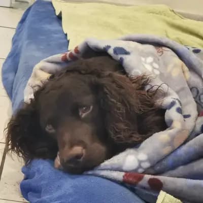 Galerie-Bild von American Water Zucht im Bergischen Land  in Nordrhein-Westfalen, mit Eindrücken unserer American Water Spaniel-Zucht.
