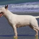 Foto der Rasse Bull Terrier