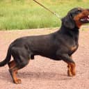 Foto der Rasse Slowakische Schwarzwildbracke