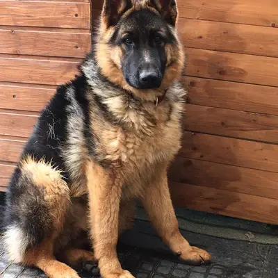 F-Wurf – German Shepherd Wurf, Sachsen, Raised by Vom Wolfsberg