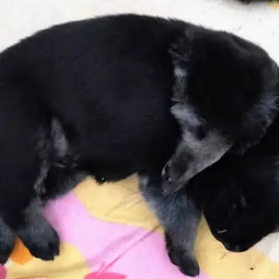 Galerie-Bild von Von Vegas Imperium in Nordrhein-Westfalen, mit Eindrücken unserer Osteuropäischer Schäferhund-Zucht.