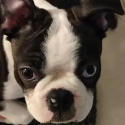 Galerie-Bild von Von den Manchester Hexen Boston Terrier Zucht in Nordrhein-Westfalen, mit Eindrücken unserer Boston Terrier-Zucht.