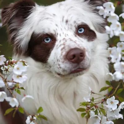 FROSTY- Border Collie Deckrüde – Border Collie Welpe, Oberösterreich, 由...饲养 RedRockDragon Border Collies