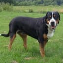Foto der Rasse Großer Schweizer Sennenhund