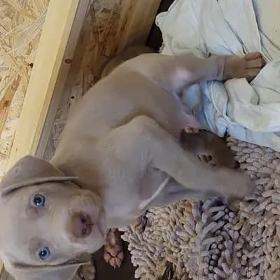 Foto von !VERKAUFT! Maximus (der Grösste), einem Weimaraner (kurzhaar)-Welpe in Niederösterreich.
