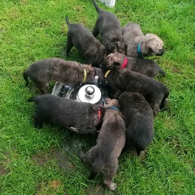 Galerie-Bild von Holländische Schäferhunde od Zlaté Sovy in Nordrhein-Westfalen, mit Eindrücken unserer Hollandse Herdershond (Holländischer Schäferhund)-Zucht.