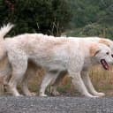Foto der Rasse Maremmen-Abruzzen-Schäferhund