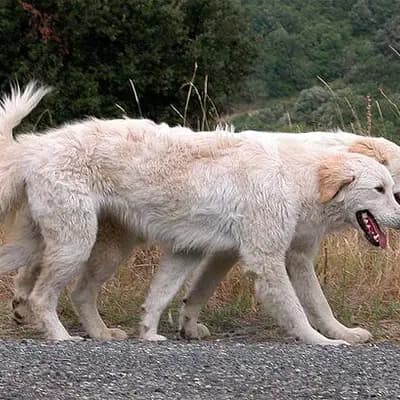 Maremmen-Abruzzen-Schäferhund – Hunderasse