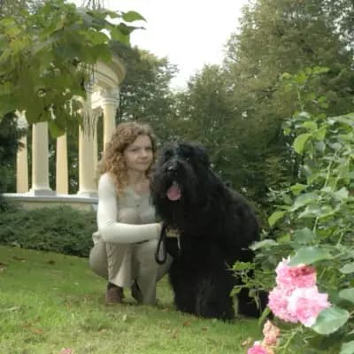 Galerie-Bild von Schwarzer russischer Terrier Welpen - Astra Fidelis FCI in Woiwodschaft Karpatenvorland, mit Eindrücken unserer Russischer Schwarzer Terrier-Zucht.
