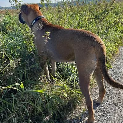 Galerie-Bild von Spanisch Companion  in Brandenburg, mit Eindrücken unserer Perro Dogo Mallorquin (Mallorca-Dogge)-Zucht.