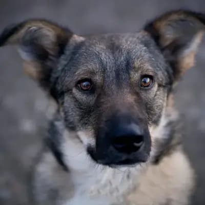 Oskar