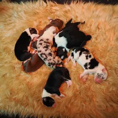 Bild aus Robert Muttenhammer  in Bayern, wo unsere Australian Shepherd-Hunde in einer liebevollen Umgebung aufwachsen.