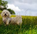 Foto der Rasse Bichon Frisé