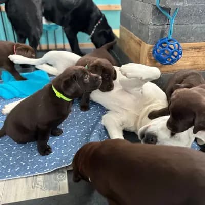 Wurfplanung 9/26 Eisbären Labrador Welpen duale Linie – Labrador Retriever Welpe, Bayern, 由...饲养 LABBIS VON DER KASTANIENALLEE 