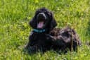 Foto der Rasse American Water Spaniel