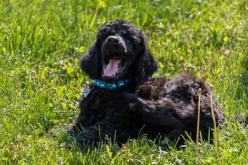 American Water Spaniel – Hunderasse