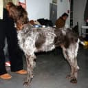 Foto der Rasse Cesky Fousek