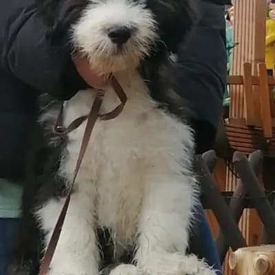 Foto des K-Wurf von Bearded Collie in Heart Diamond Bearded Collies , aufgenommen in Sachsen.