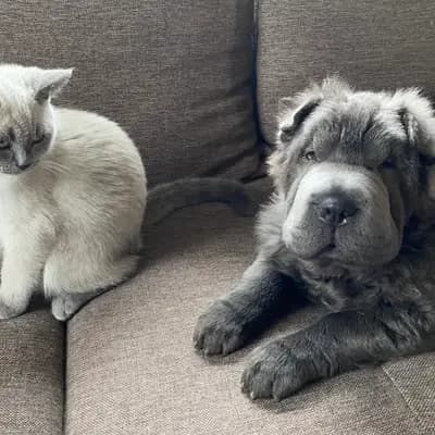 Foto von Teddy, einem Shar Pei-Elternhund in Baden-Württemberg.